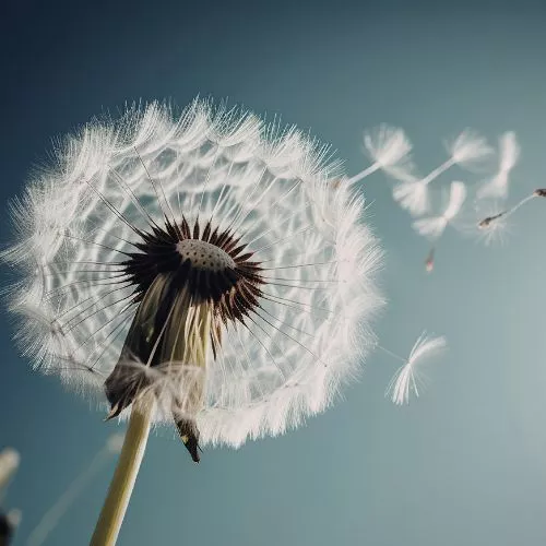 Loslassen, Pusteblume